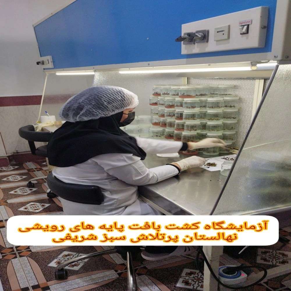 نهالستان پرتلاش سبز شریفی