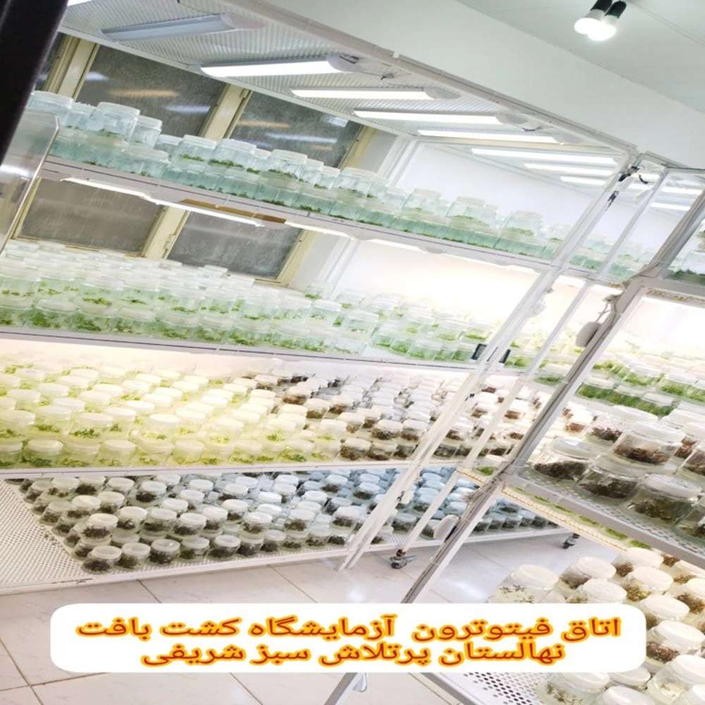 نهالستان پرتلاش سبز شریفی