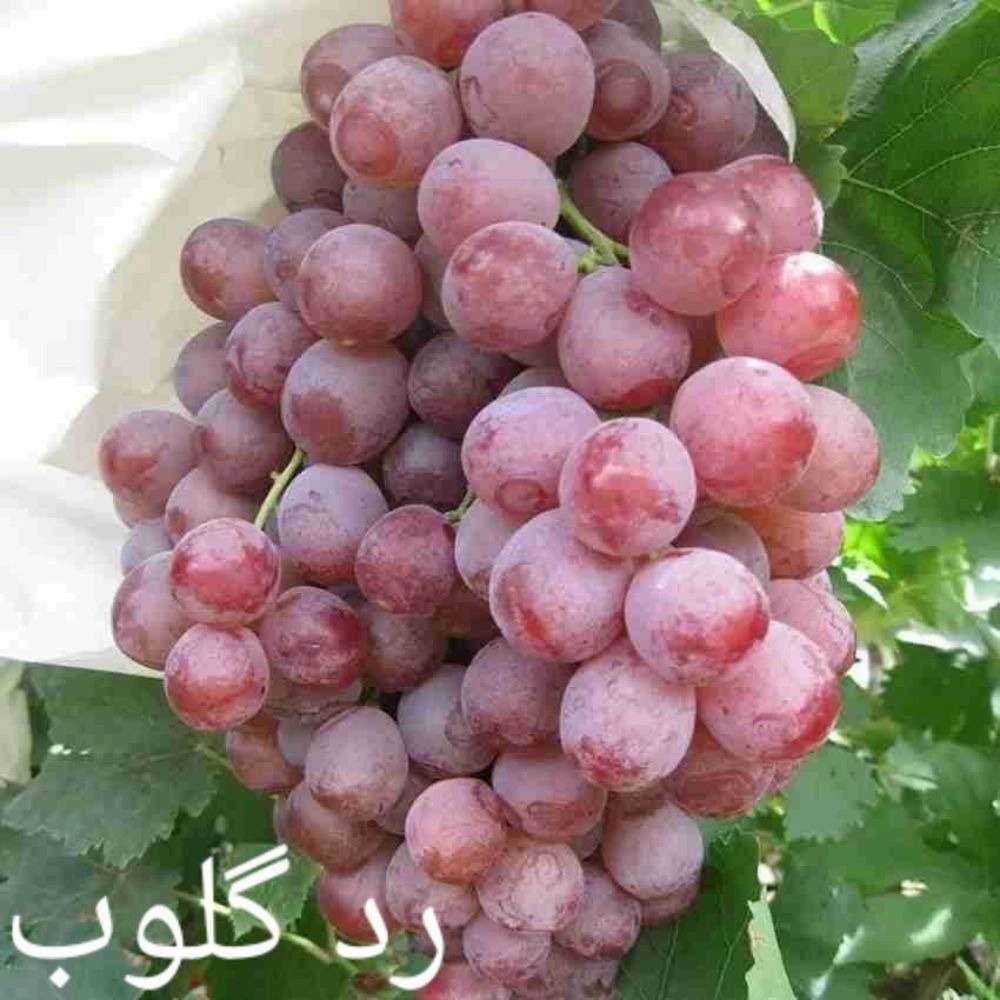 نهالستان عزیزی