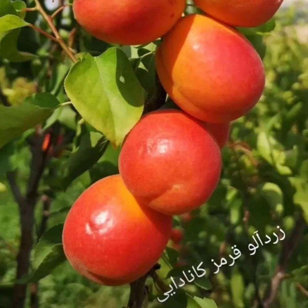 نهالستان عزیزی