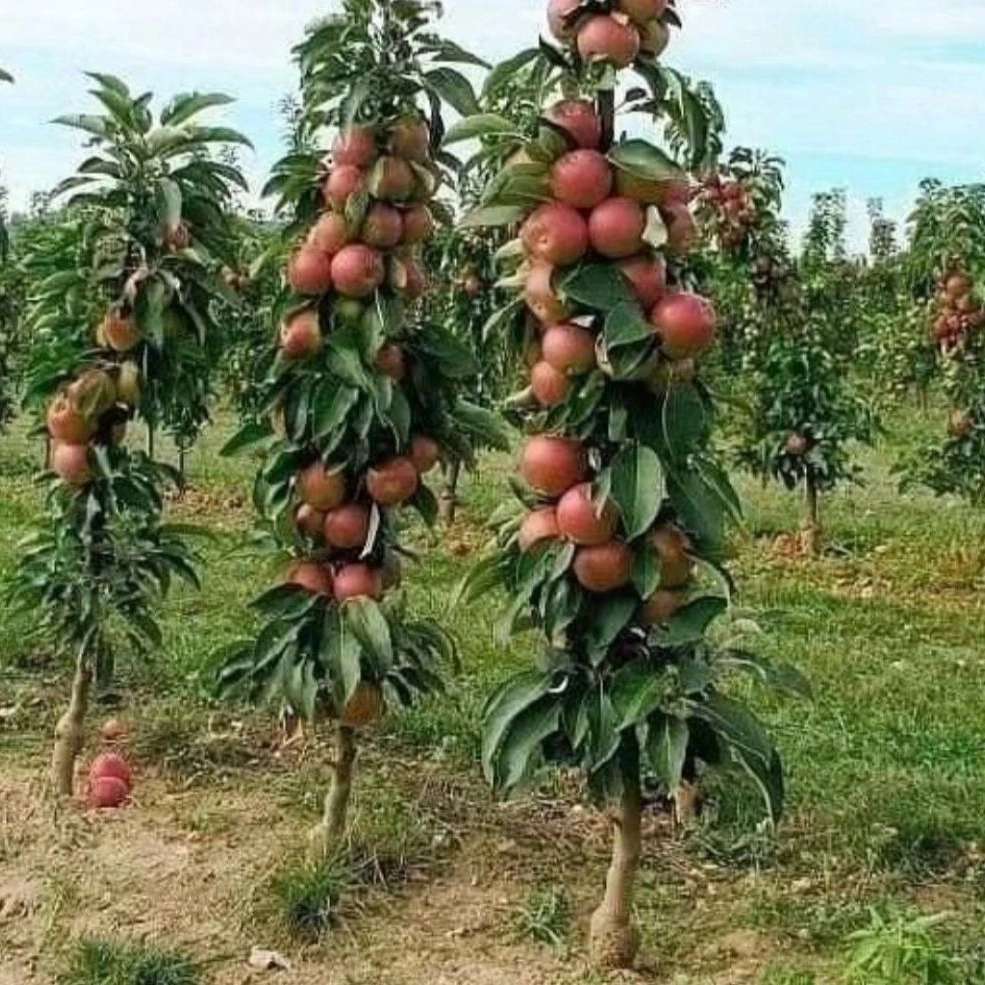 نهالستان عزیزی