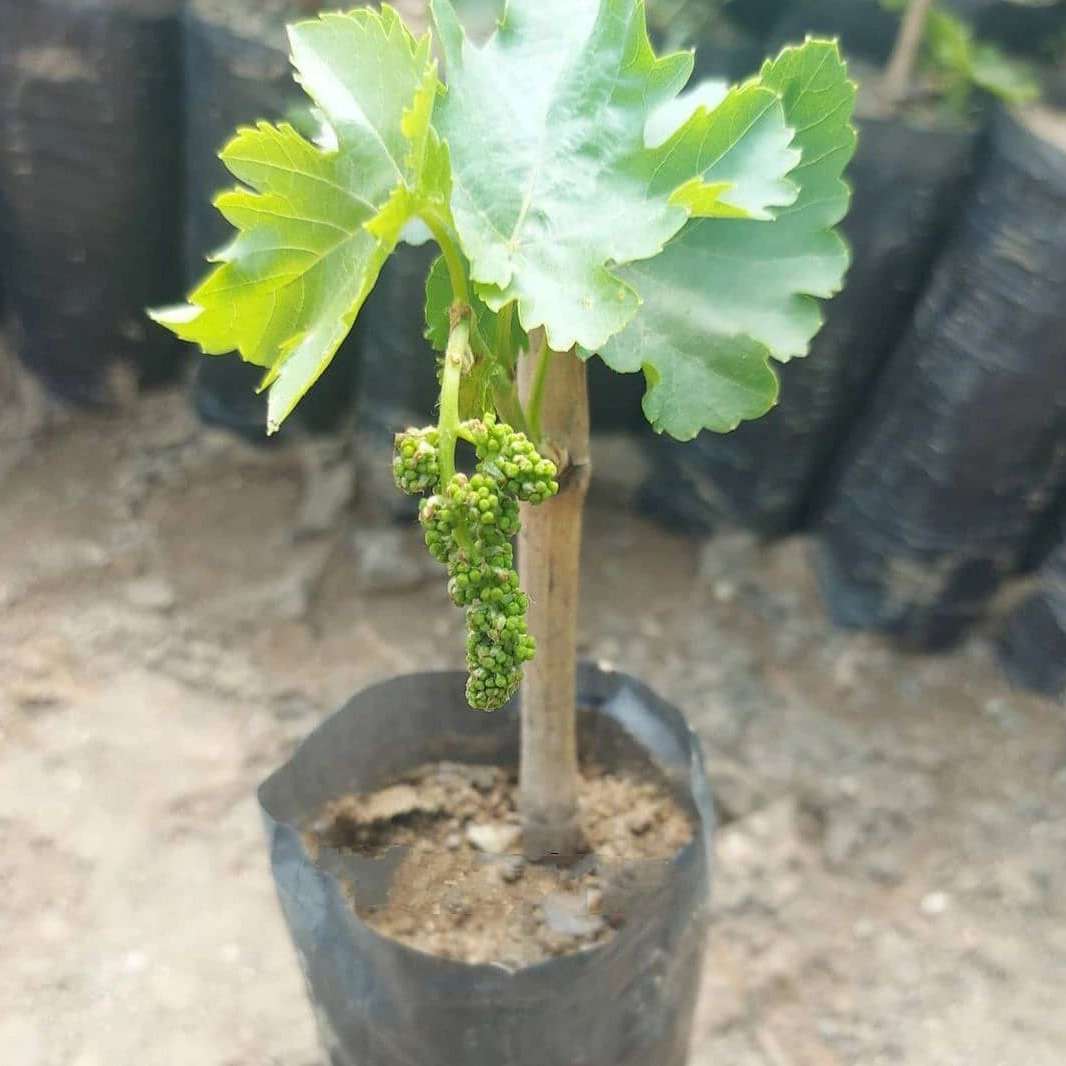 نهالستان عزیزی
