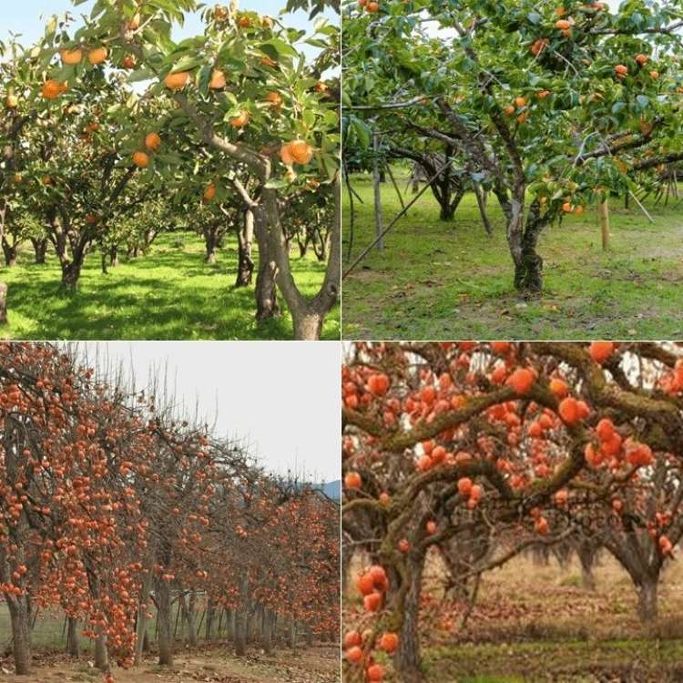 نهالستان لاکچری کرمی