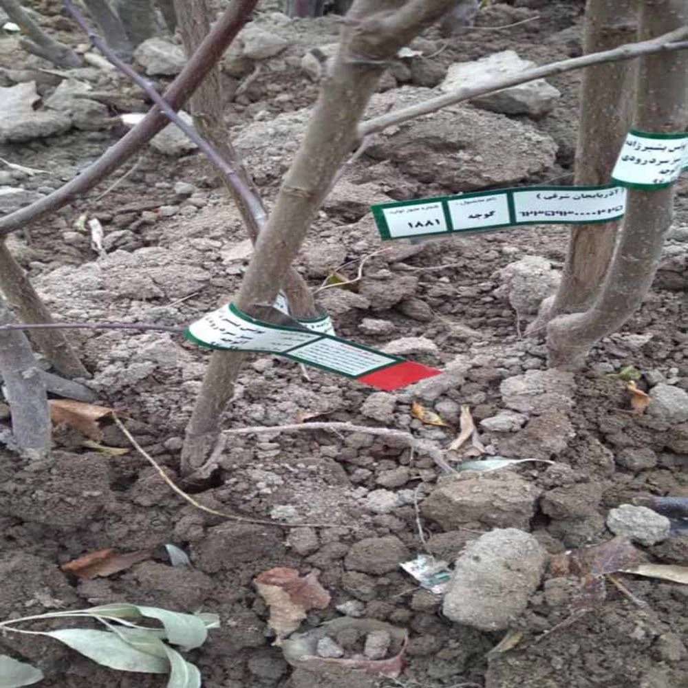 نهالستان بشیر زاده در تبریز