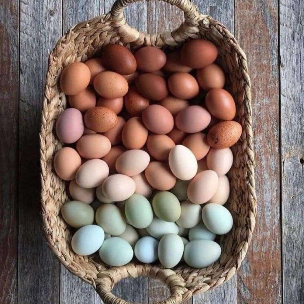 محصولات ارگانیک مزرعه عموعلی