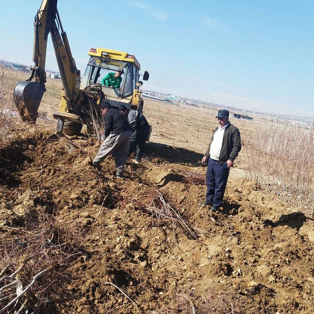 نهالستان پرتلاش سبز شریفی