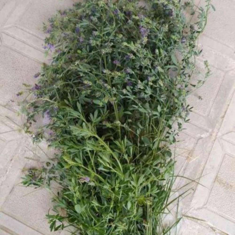 محصولات کشاورزی کریم پور
