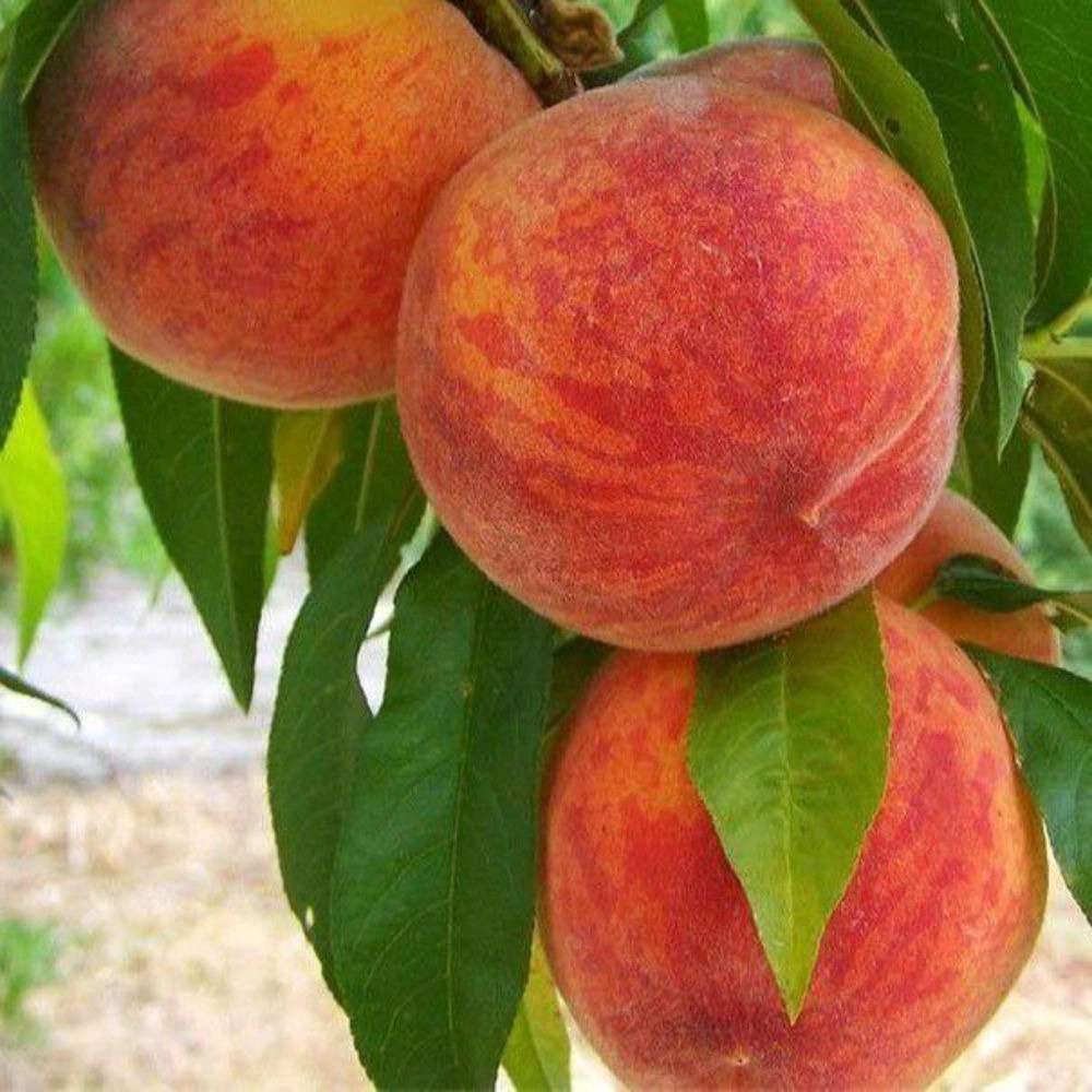 نهالستان آریانا زنجان