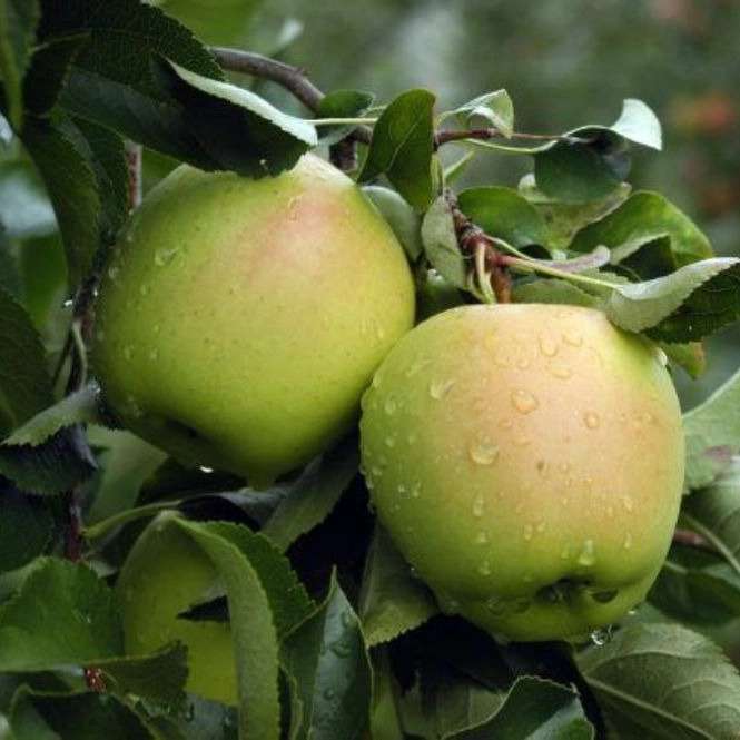 نهالستان آریانا زنجان
