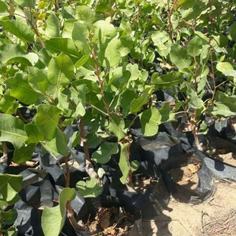 نهال پسته یکساله