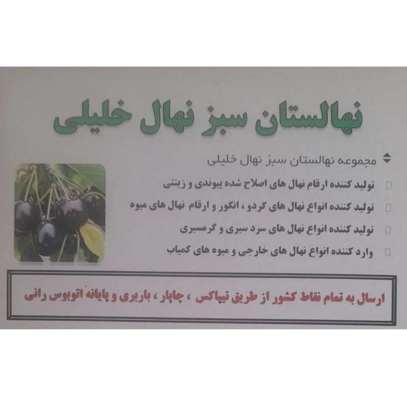 نهالستان سبز نهال خلیلی