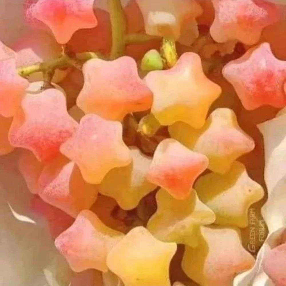 انواع نهال میوه های کمیاب