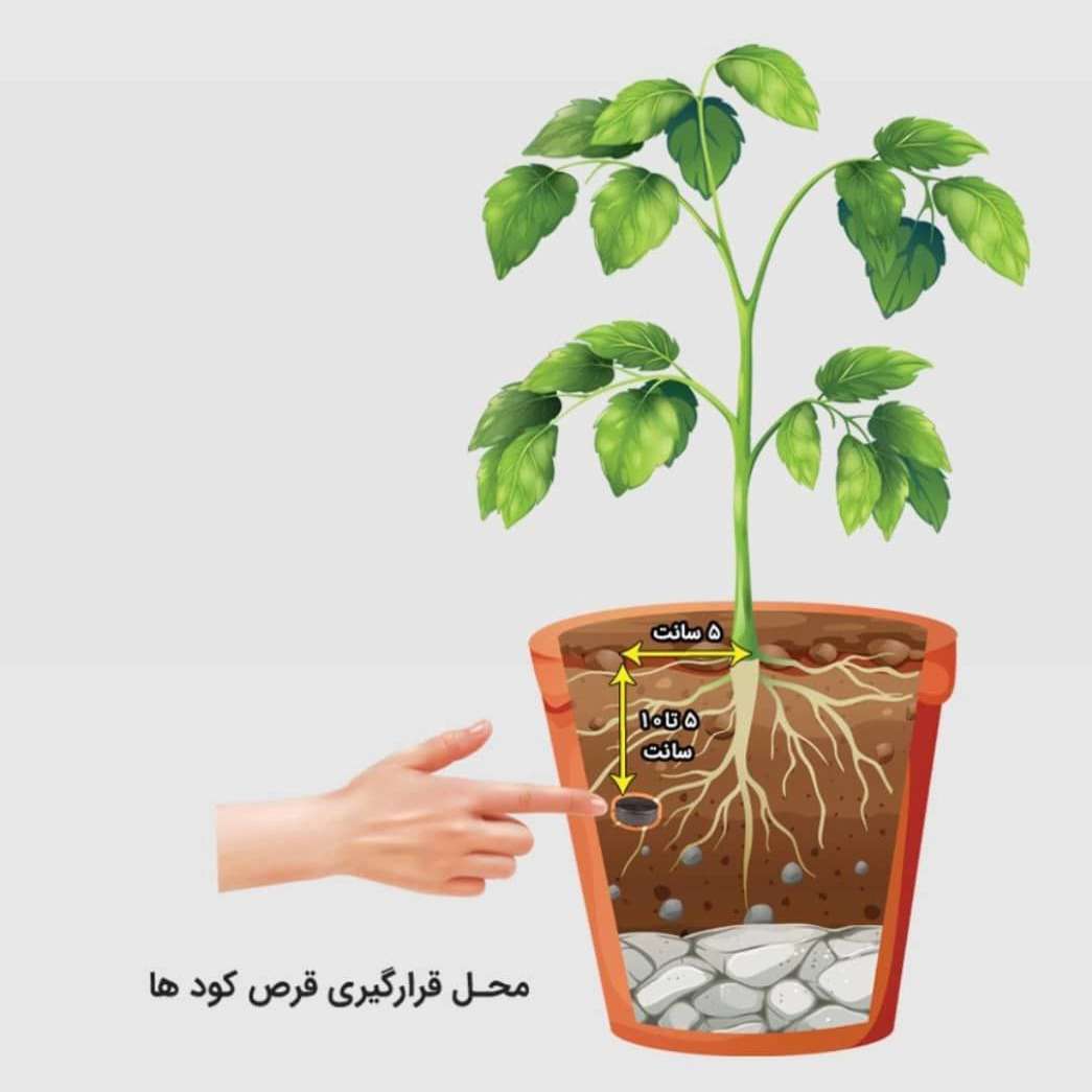 سبوسیب