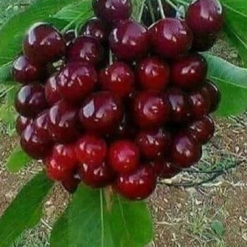 نهالستان مهدیزاده
