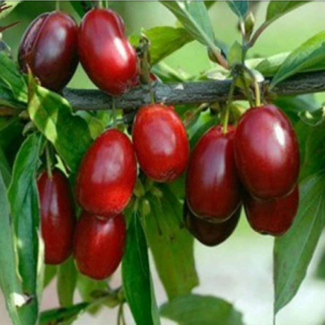نهالستان مهدیزاده