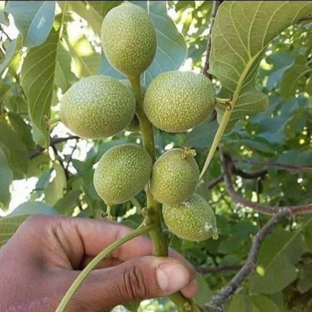 نهالستان مهدیزاده