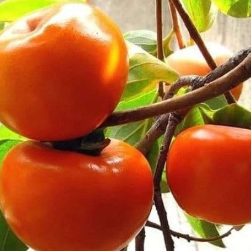 نهالستان مهدیزاده