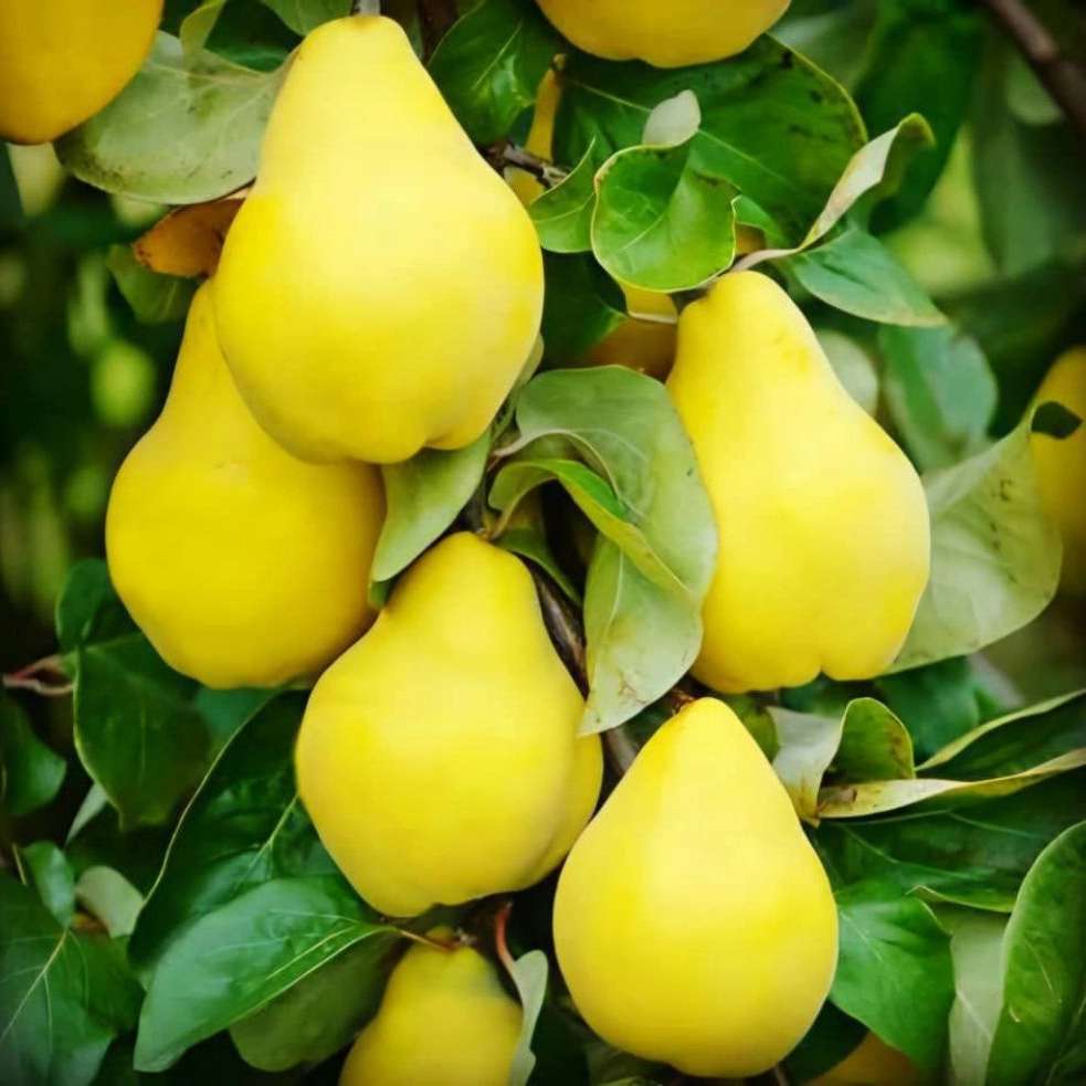 نهالستان مهدیزاده