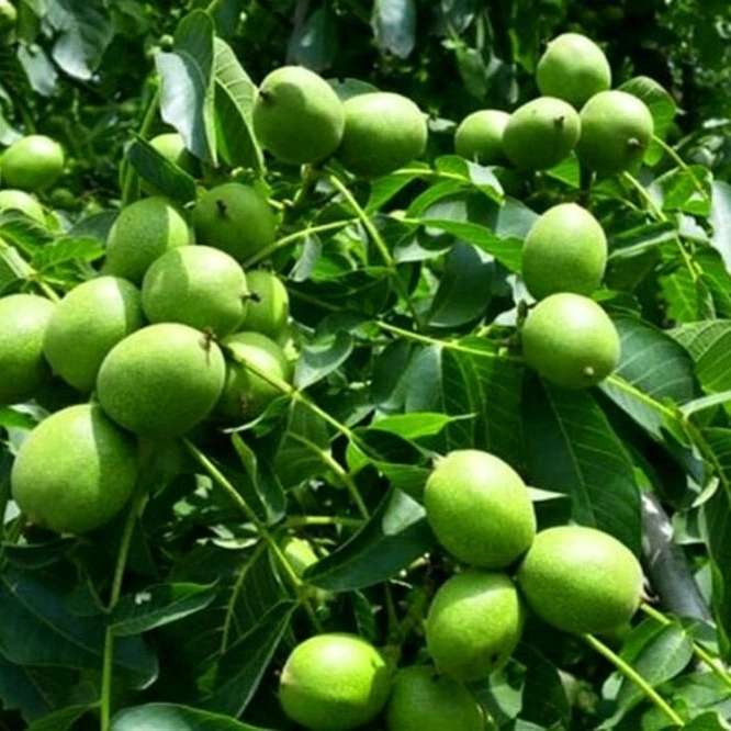 فروش نهال