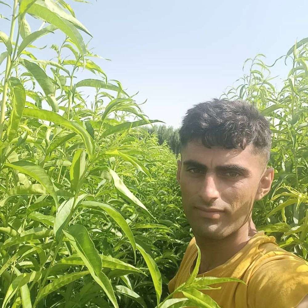 نهالستان سرسبز خیری
