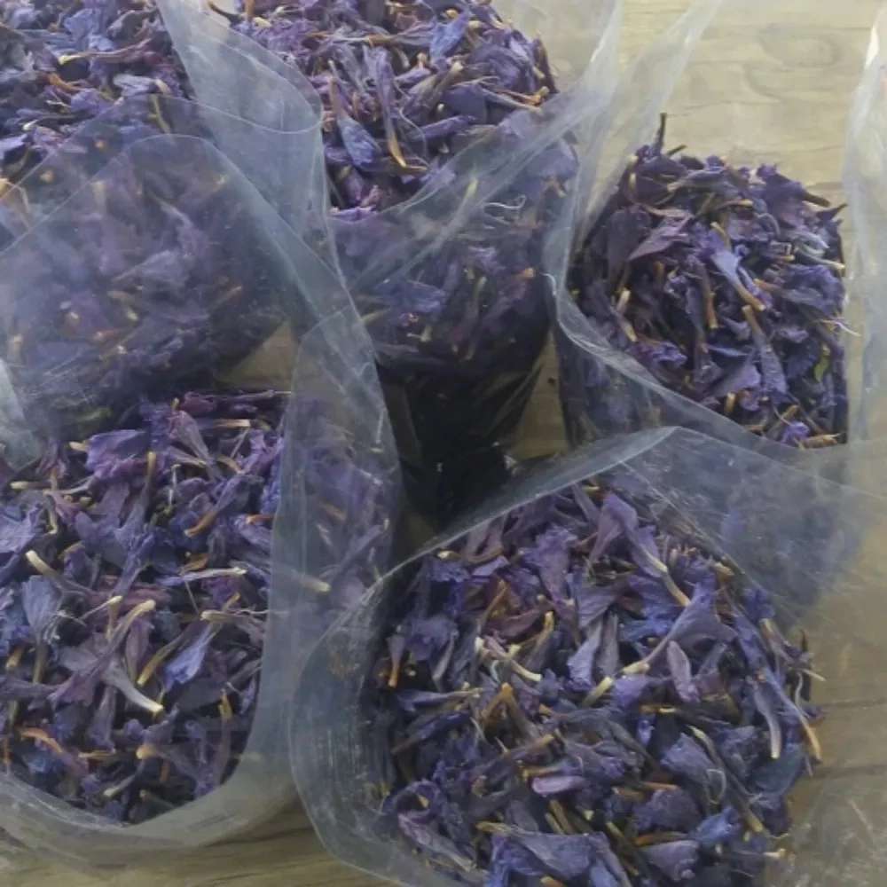 صادرات گل گاو زبان در گیلان