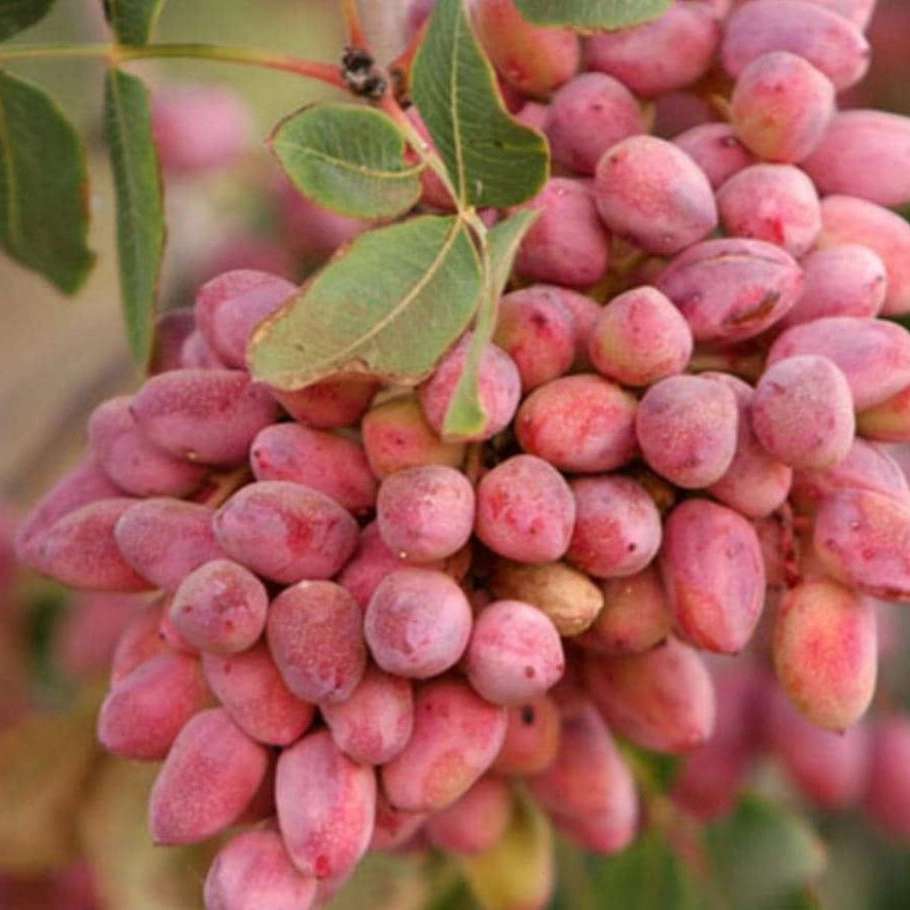 پتاس در درخت پسته
