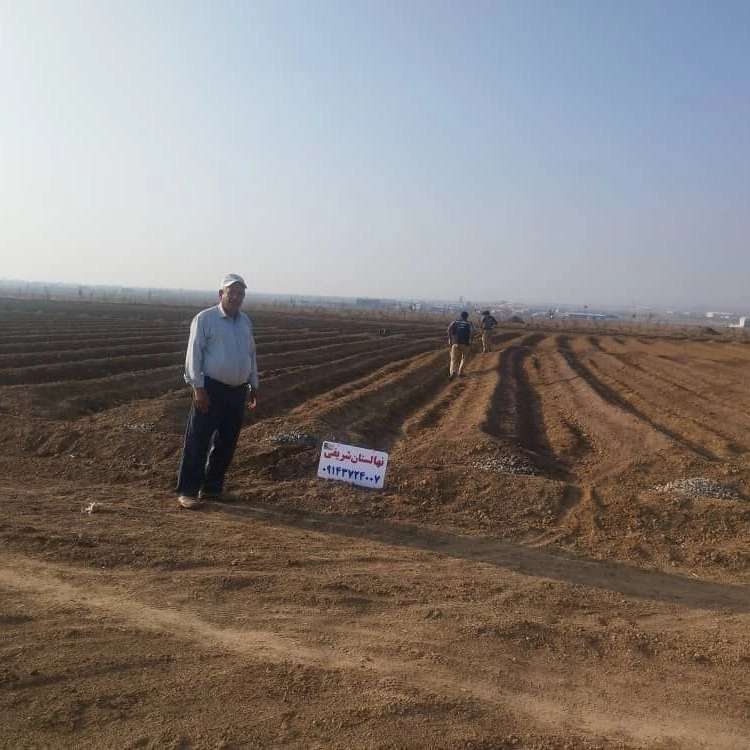 نهالستان پرتلاش سبز شریفی در تبریز