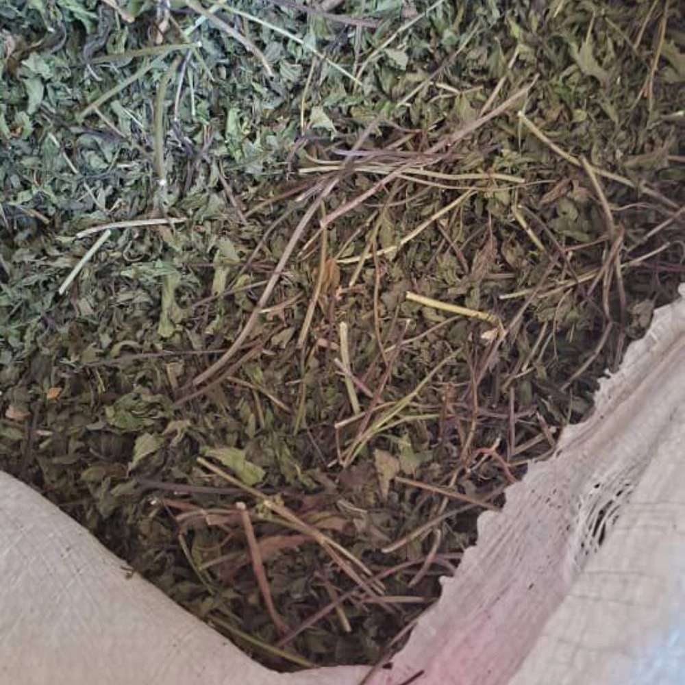 تولید پودر گیاهی دام و طیور سبزینه در مشهد