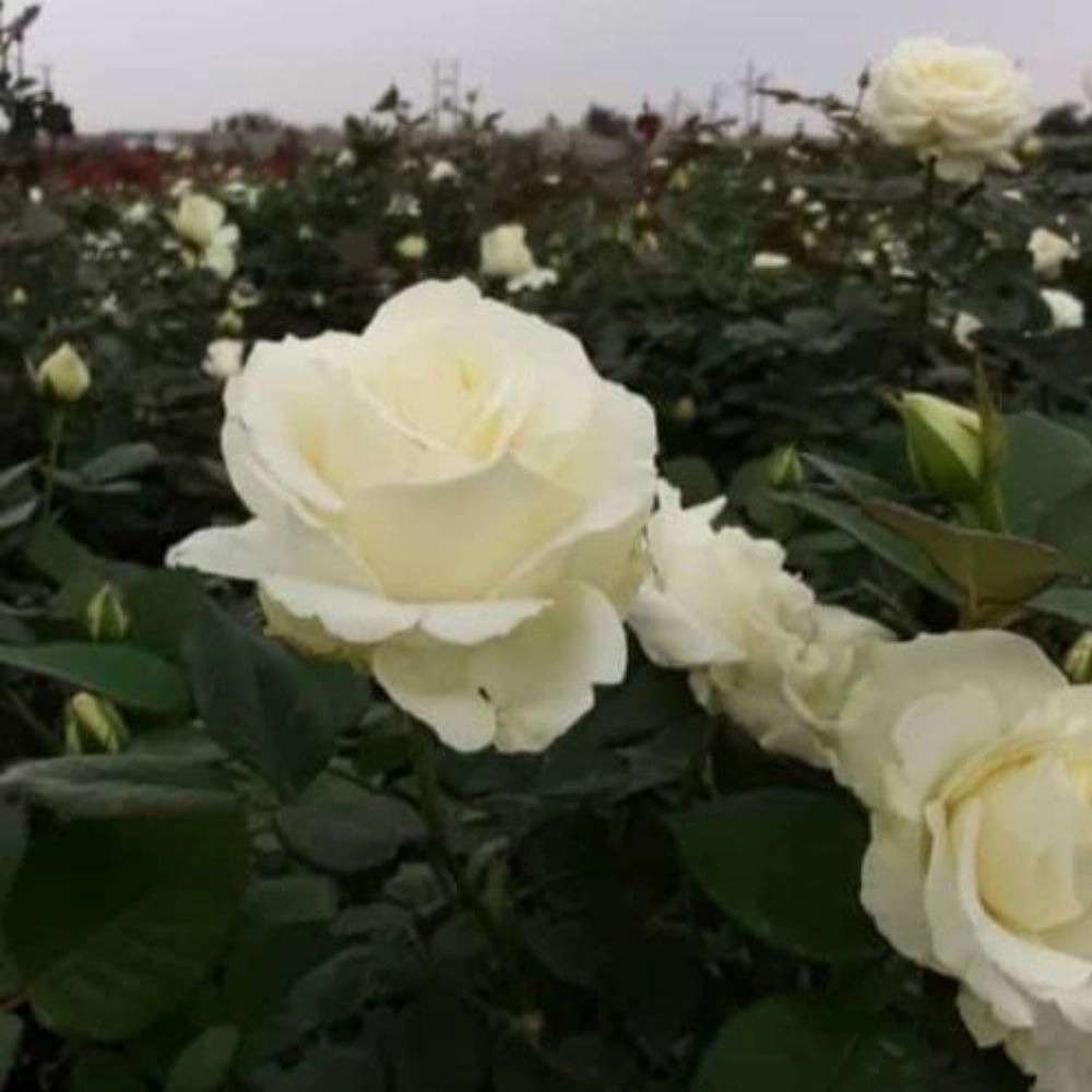 تولید و فروش گل رز هلندی و نهال مرکبات پیوندی در دزفول خوزستان