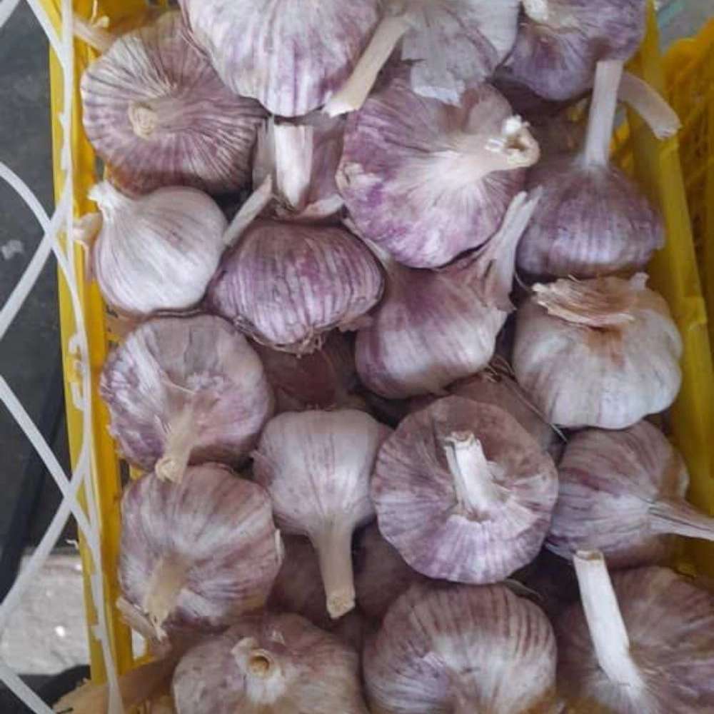 پخش عمده سیر