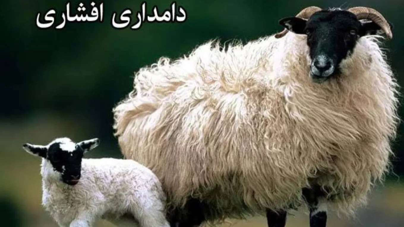 Afshari livestock