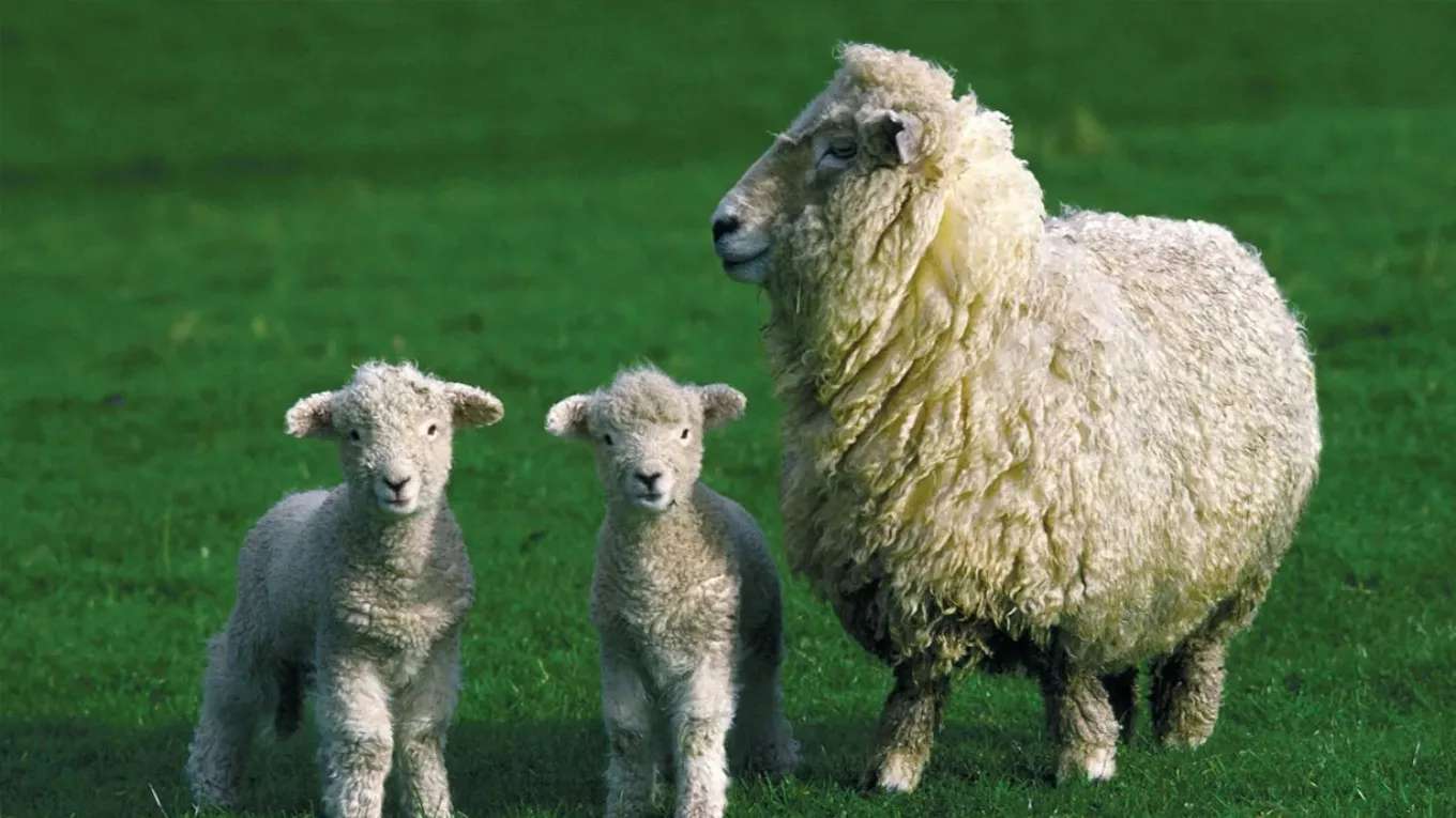Afshari livestock