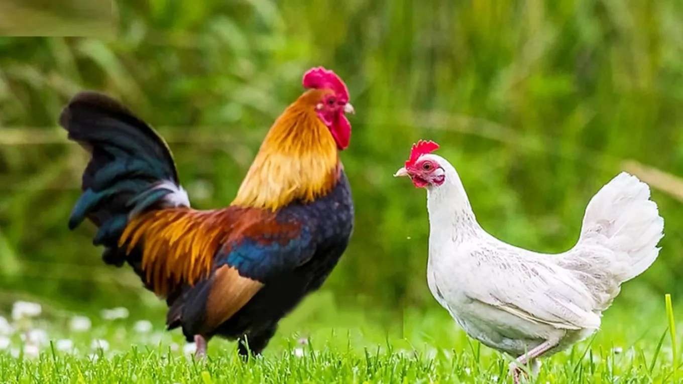Afshari livestock