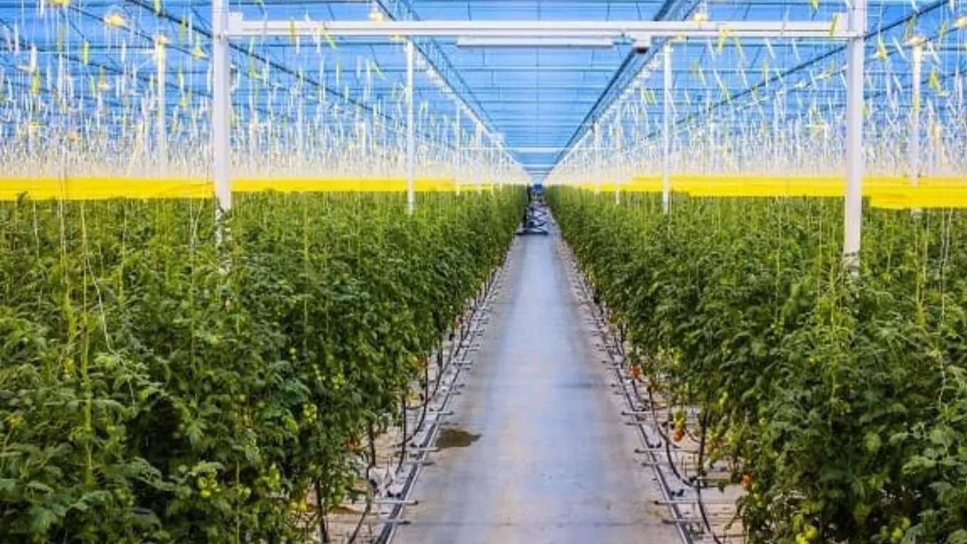Arka Tejarat greenhouse equipment