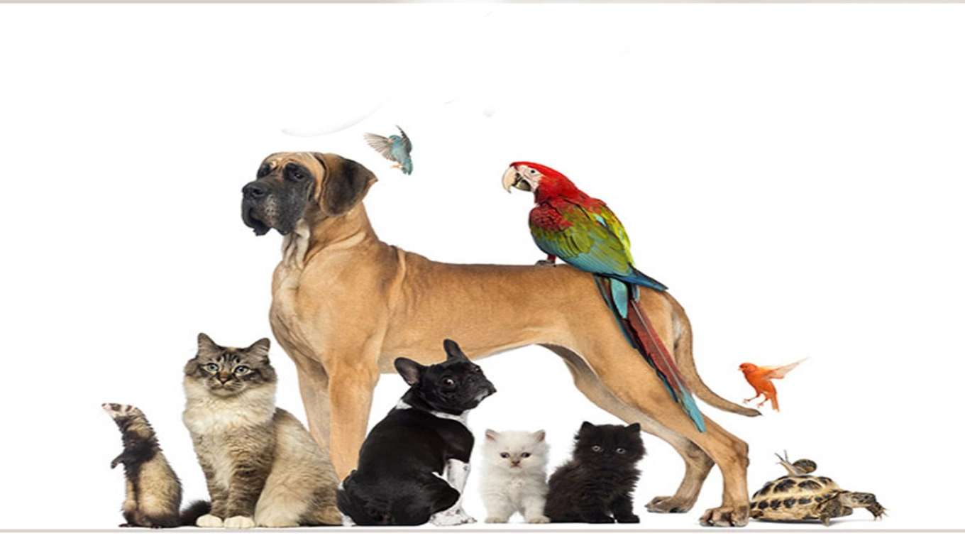 Veterinary Clinic