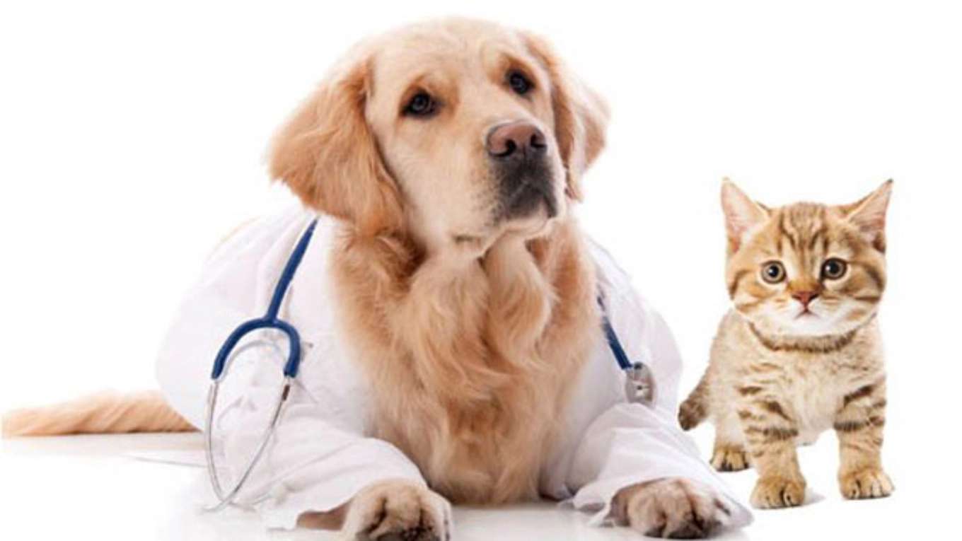 Dr. Dena's Pet Shop