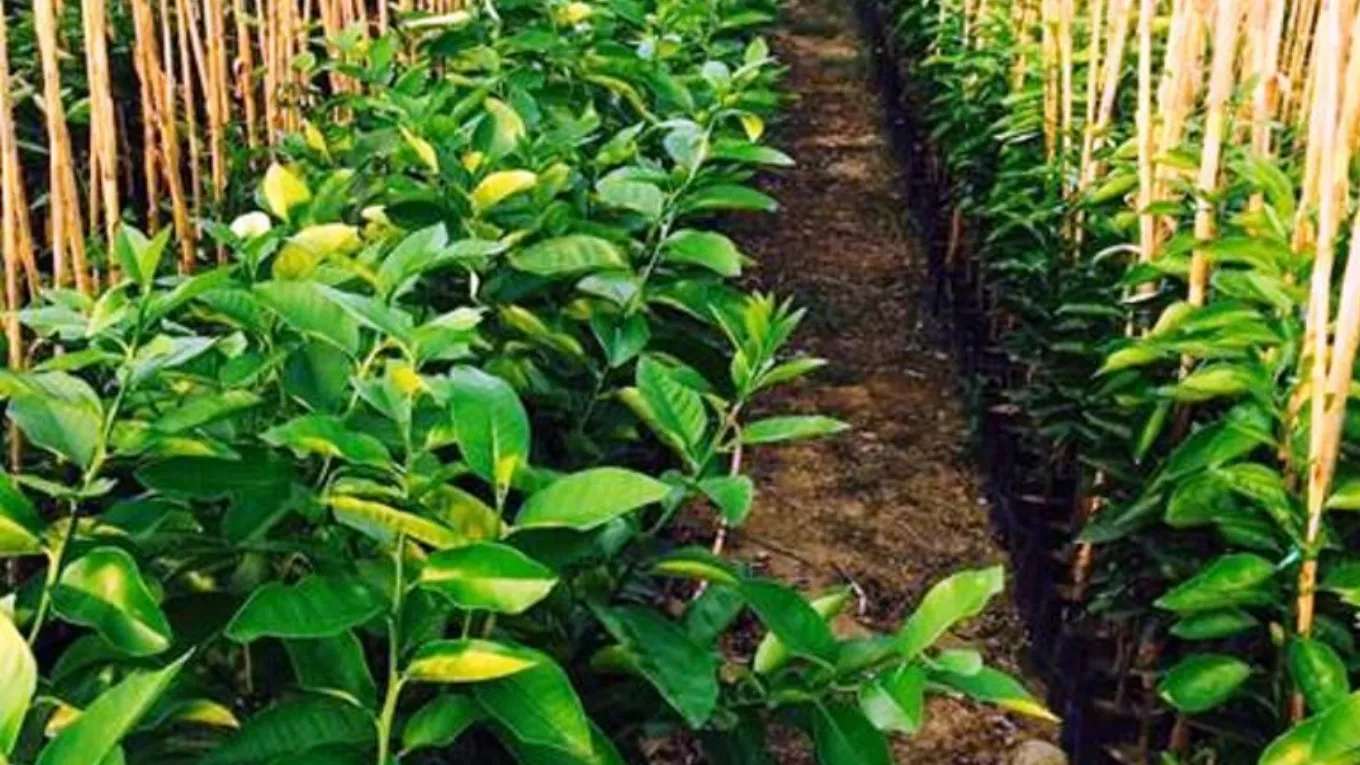 Ehsan Mirzaei Nursery