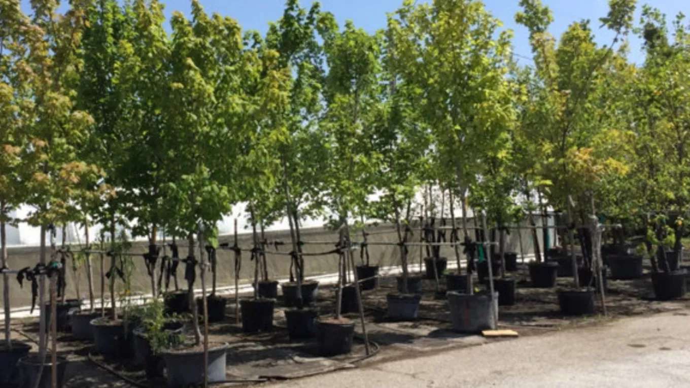 Ehsan Mirzaei Nursery