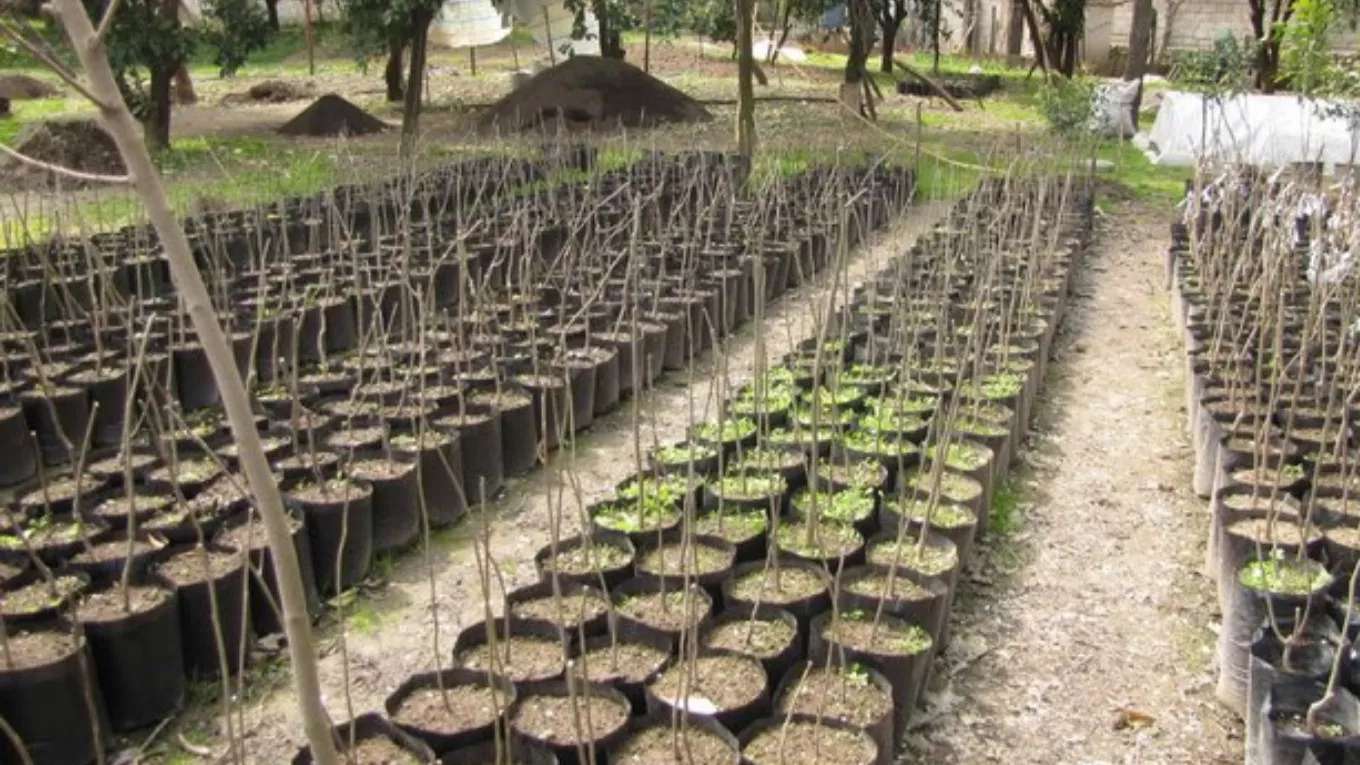 Ehsan Mirzaei Nursery