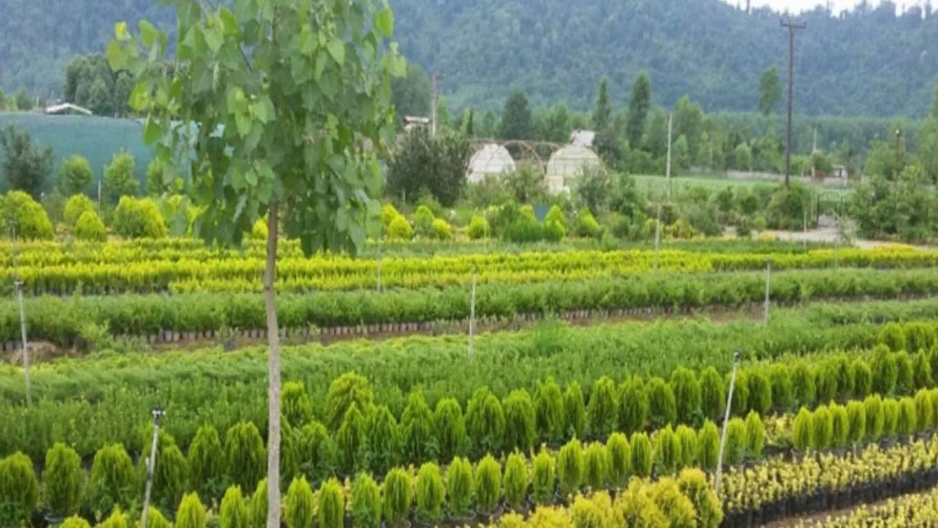 Ehsan Mirzaei Nursery