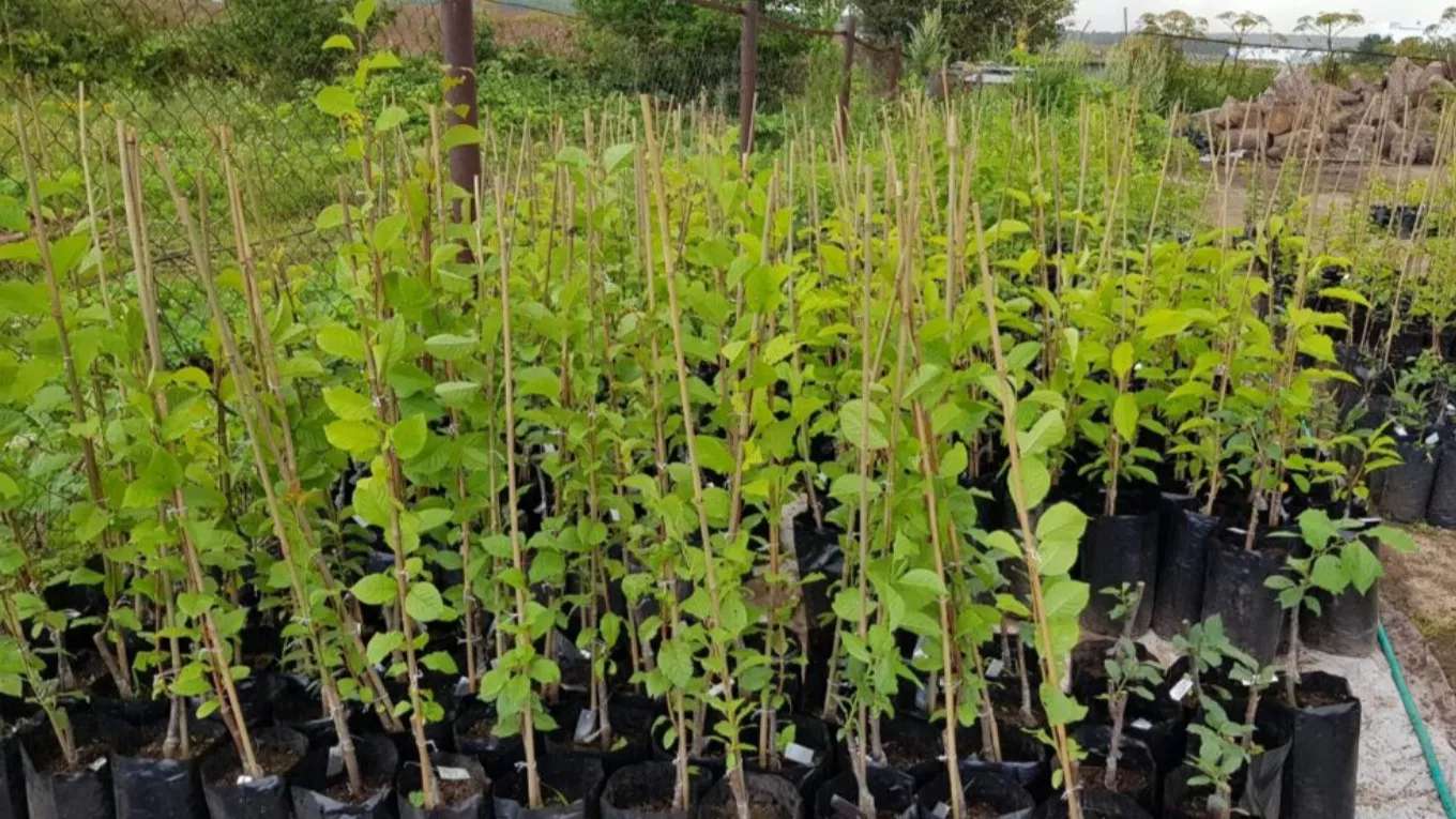 Moradi pistachio nursery