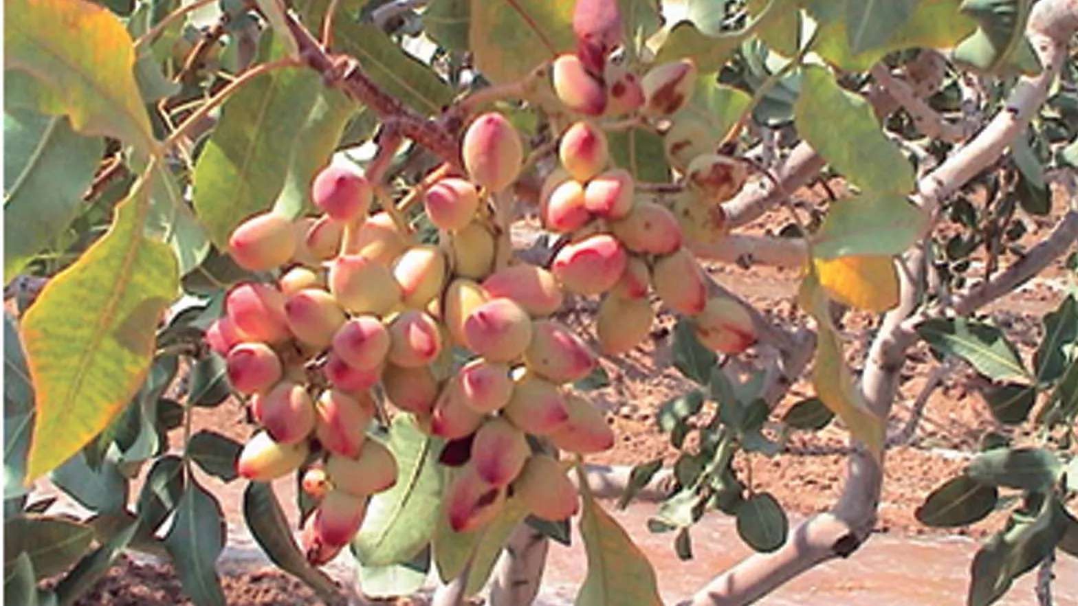 Moradi pistachio nursery