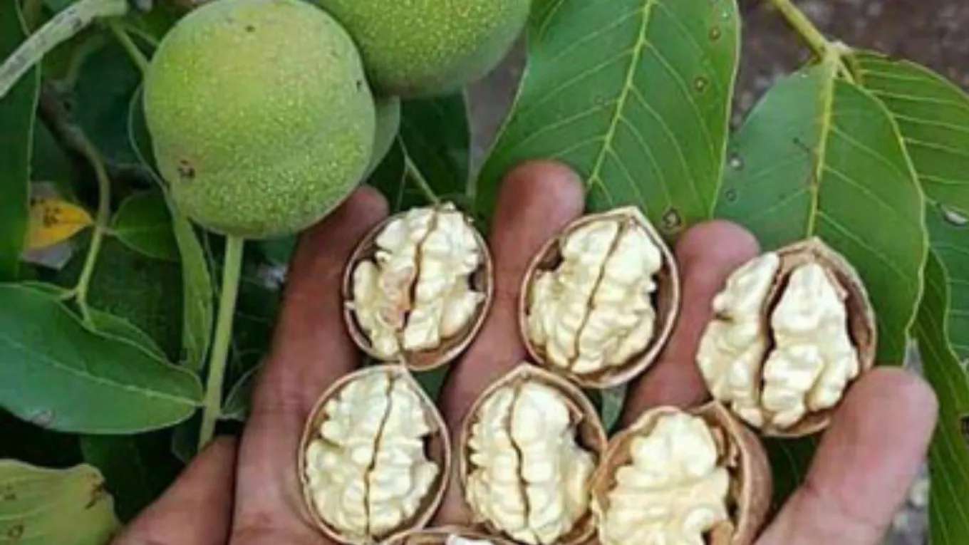 مشتل جوز إيران الجديد