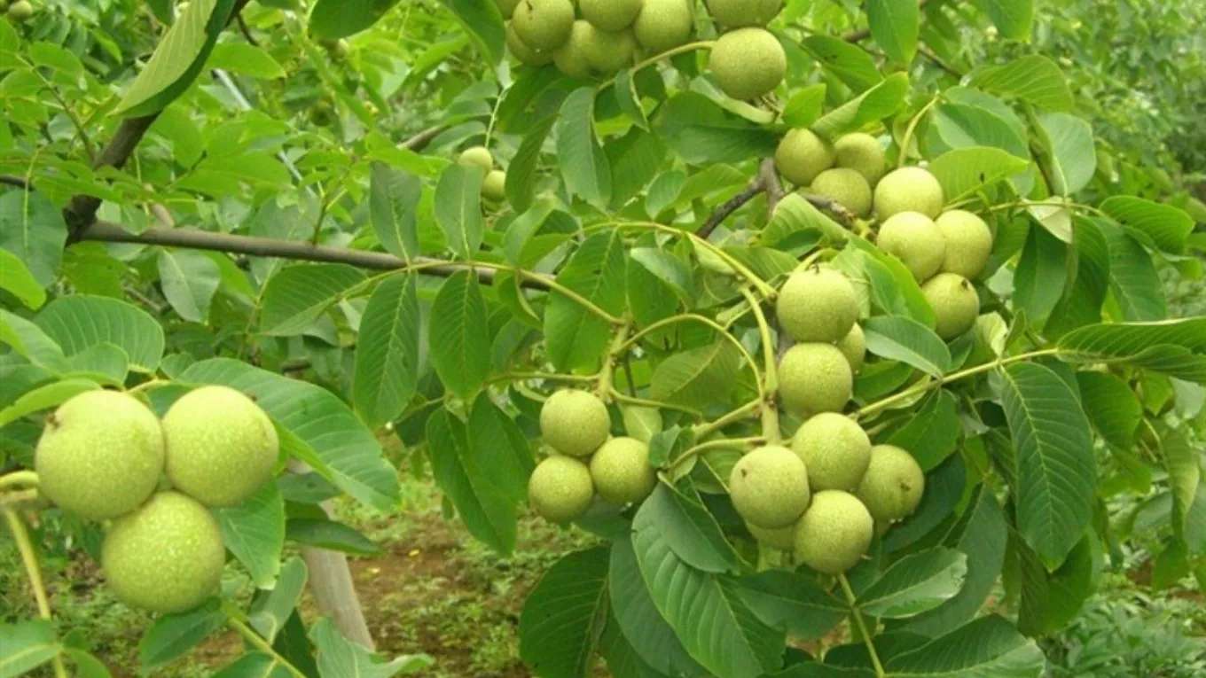 مشتل جوز إيران الجديد