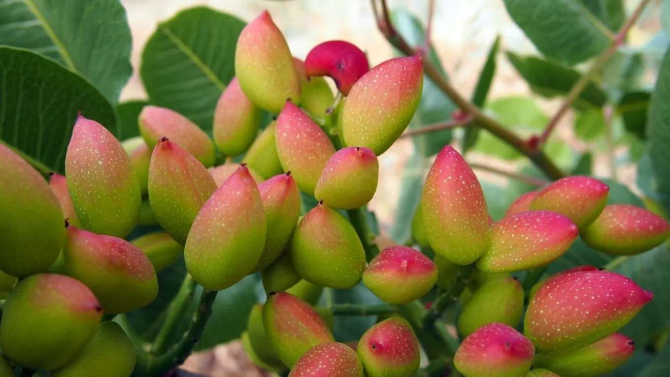 Moradi pistachio nursery