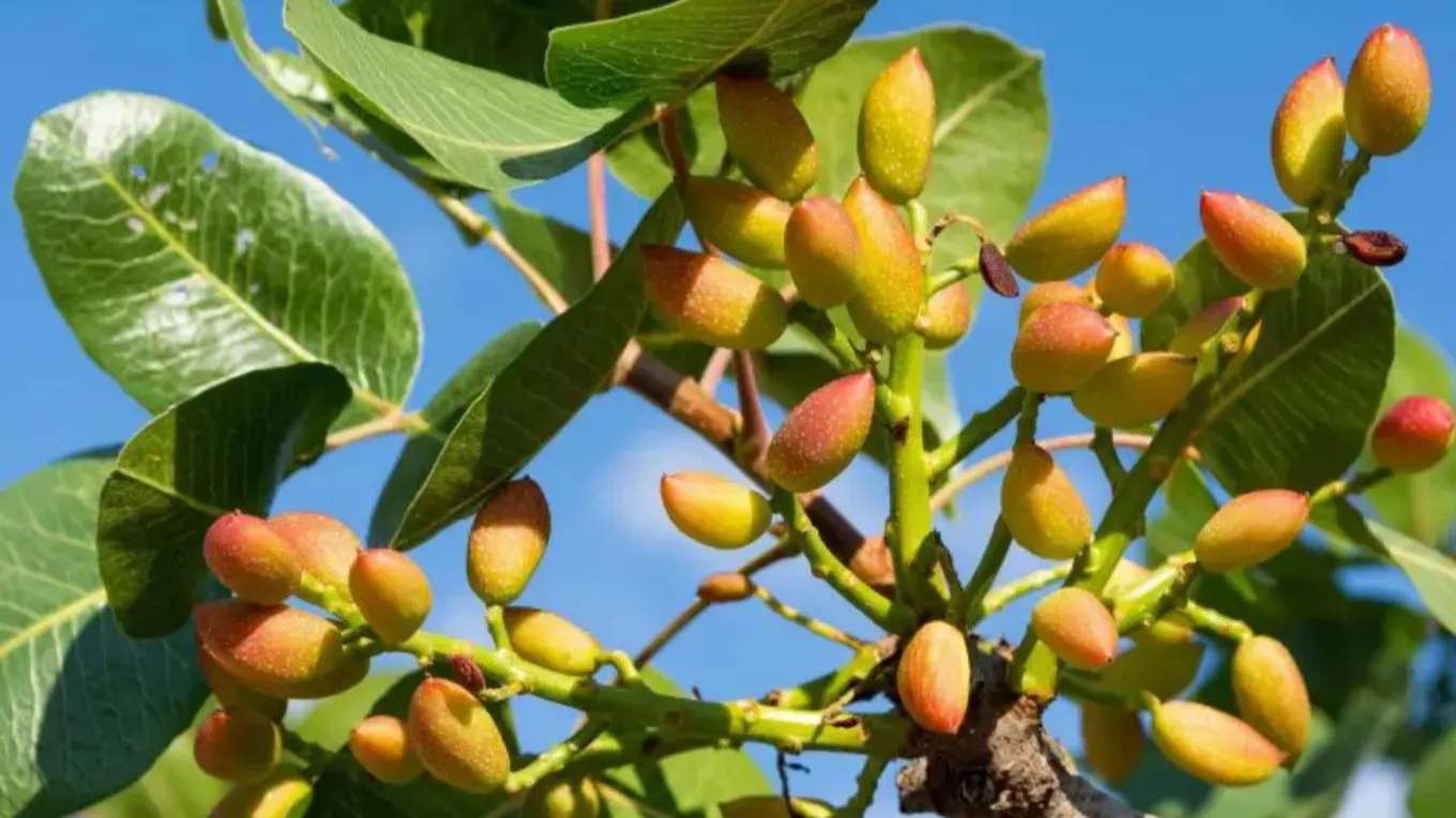 Moradi pistachio nursery