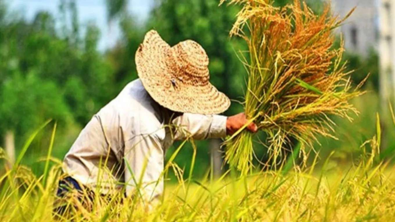صدقات بورصة الأرز