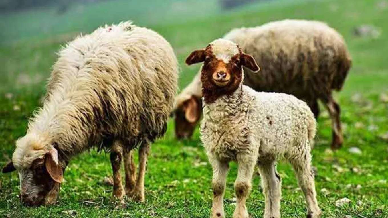 تربية الأغنام متعددة التوائم