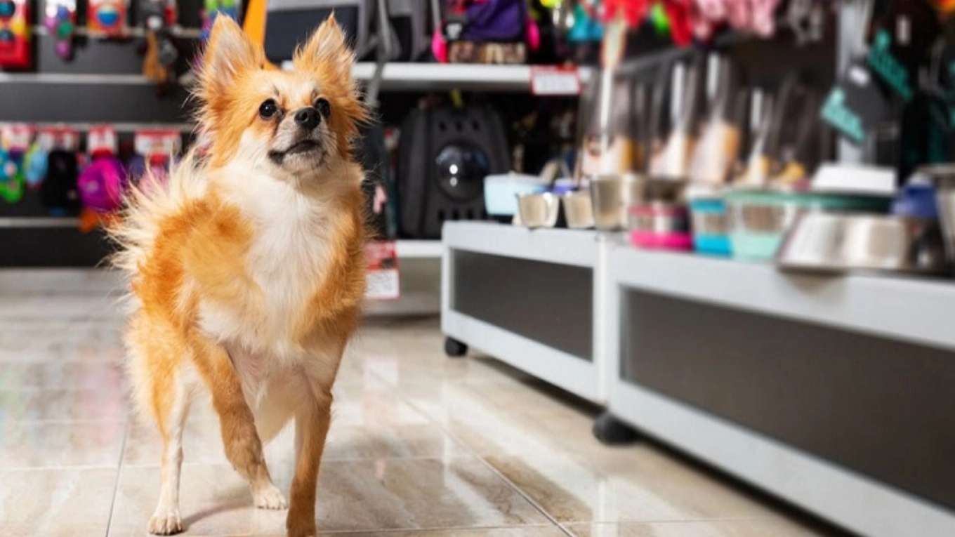 Dr. Dena's Pet Shop