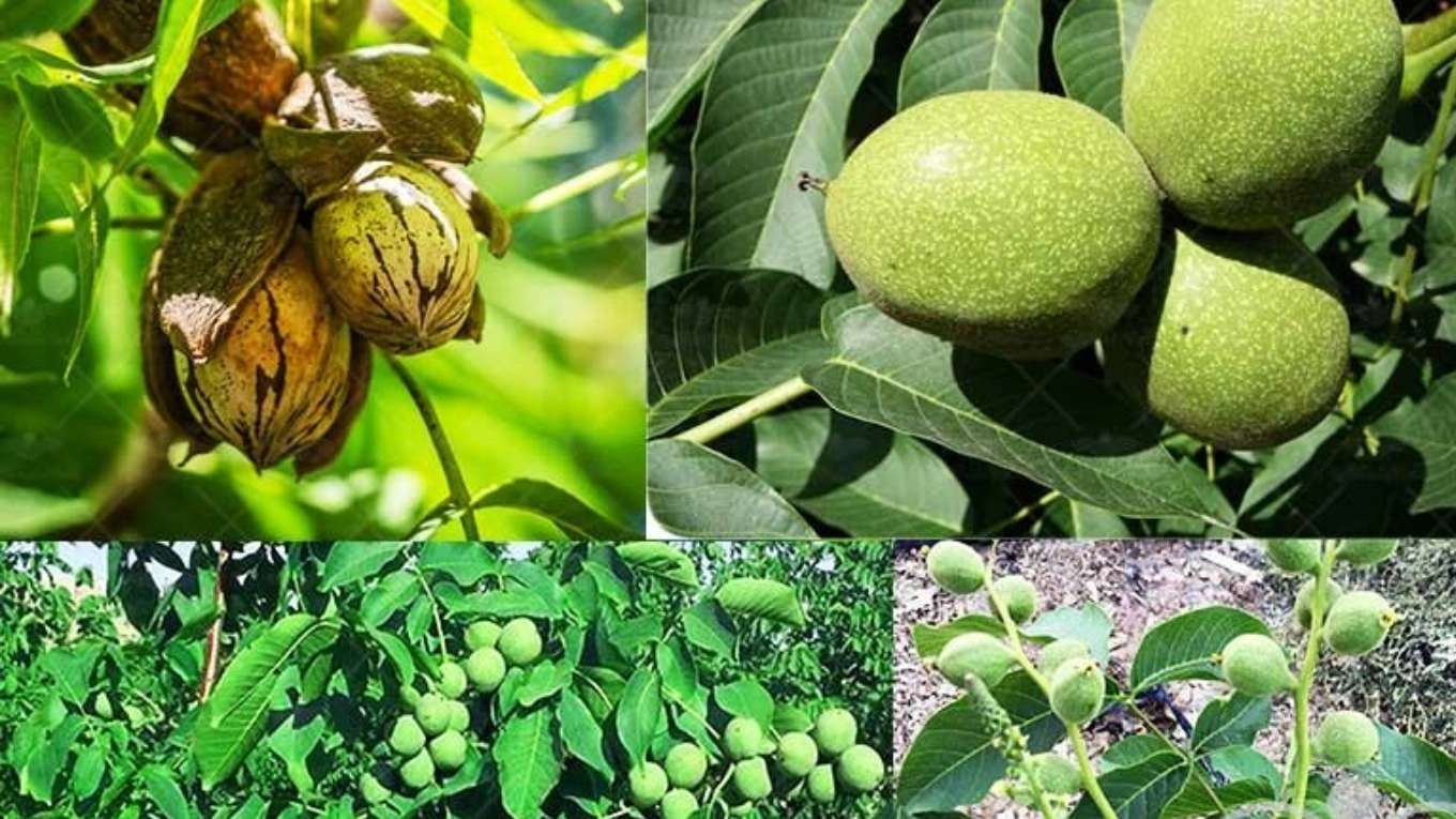 الحضانة الإيرانية